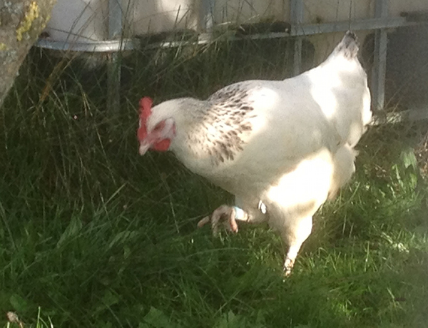 Unser Bauernhof am Campinggarten Leibertingen